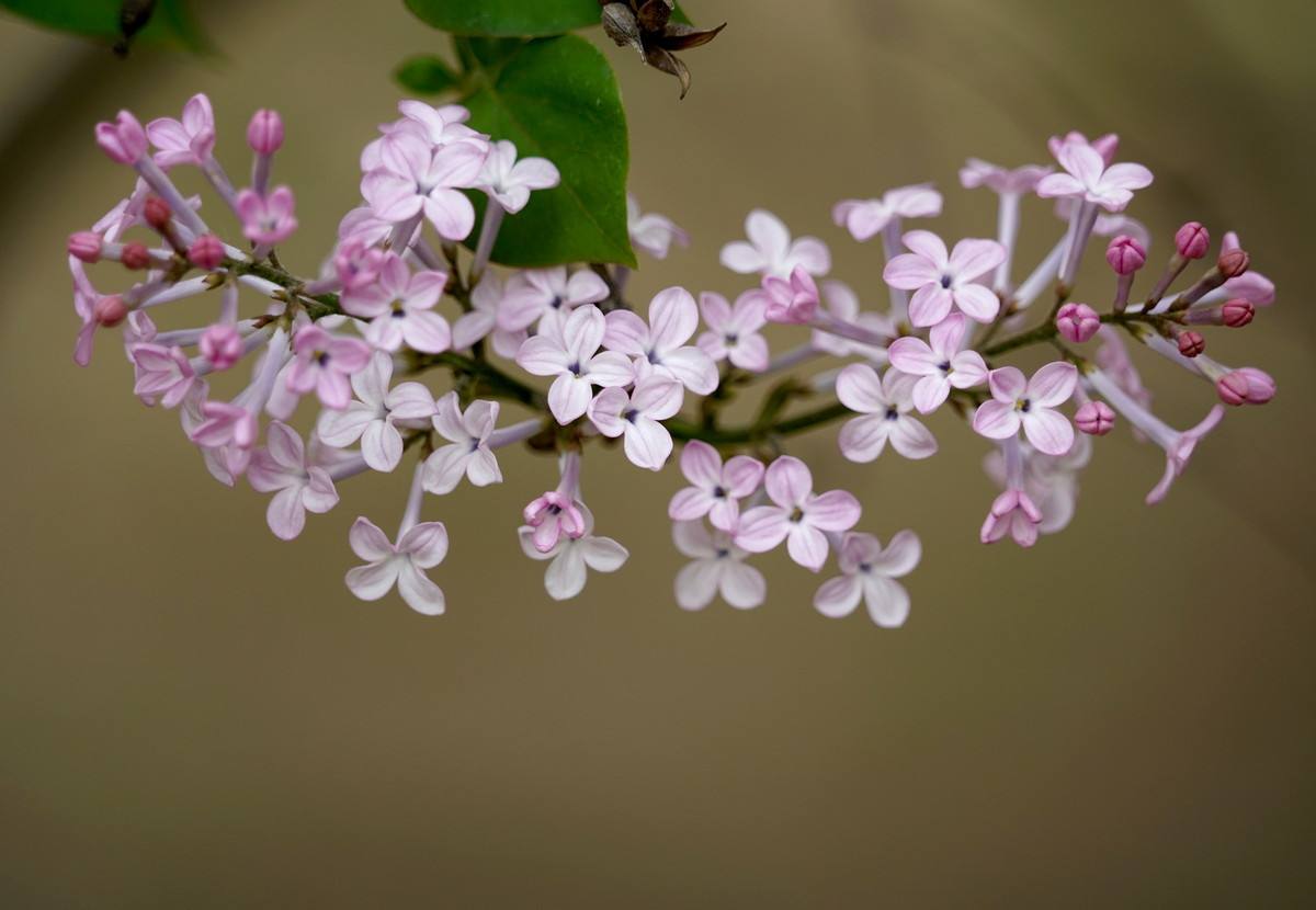 【时光】丁香花依旧（小说）