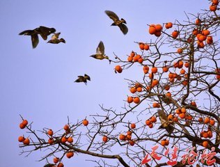 柿子树（诗歌）