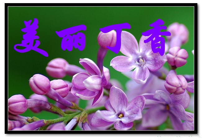 【丁香】丁香花，开了（诗歌）