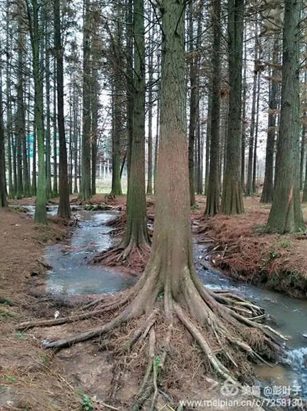 【摆渡】《假如》（外五首）（诗歌）