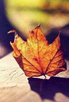 【流年】我是一片睡在风中的落叶（外两首）