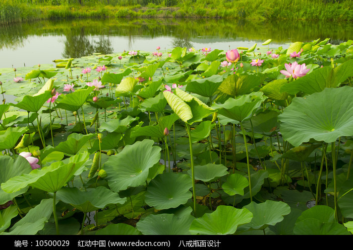 【萌芽】池塘即景（散文）