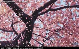 【星月】樱花雨(散文) ——无