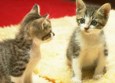 【丁香花语】两只小猫的故事（微小说）