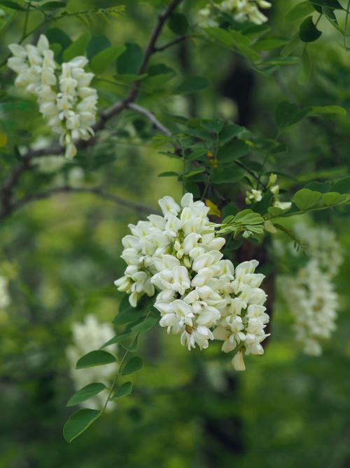 【江南诗意】洋槐花记（散文）