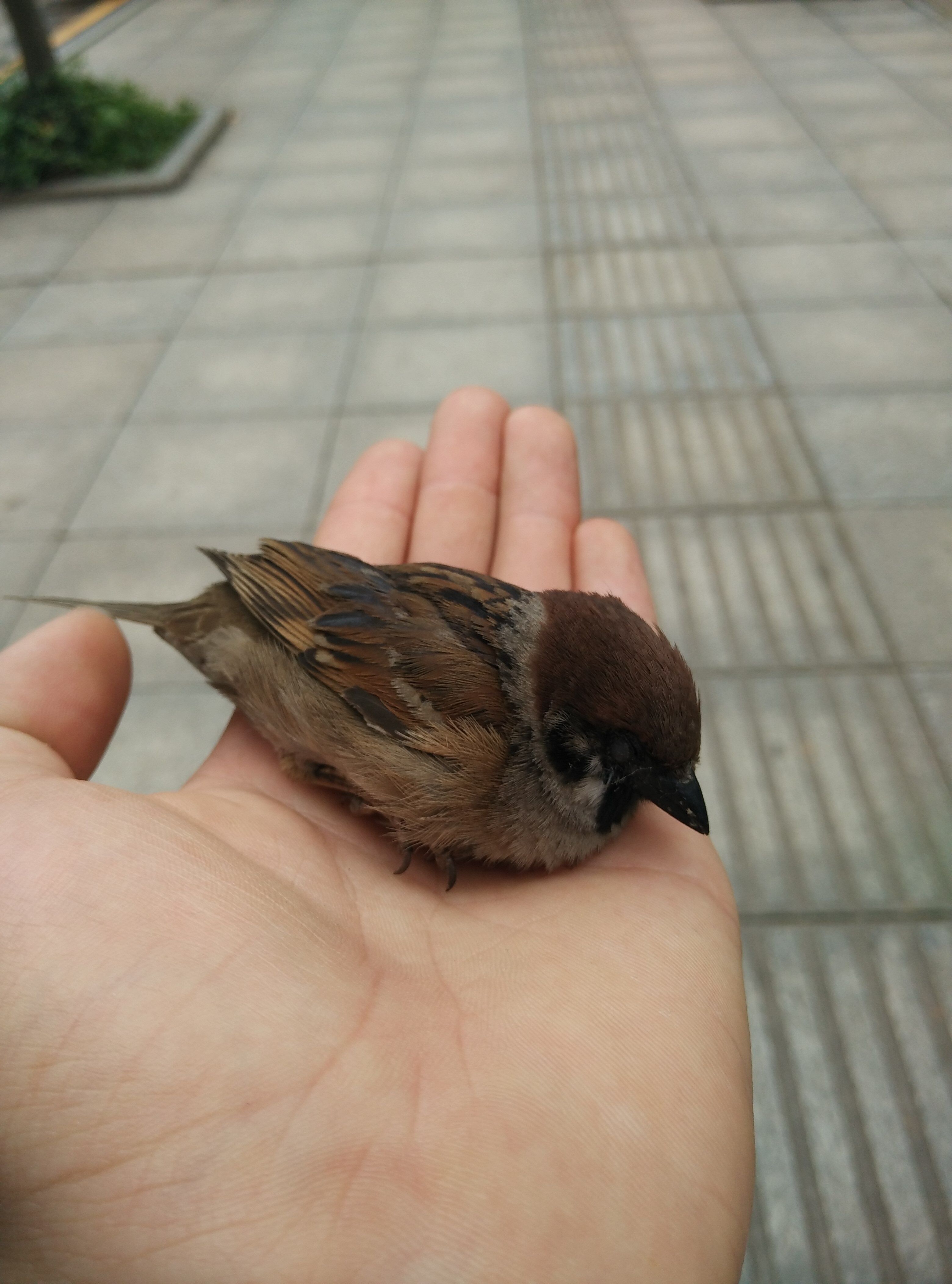 【书香·初见】冬日偶遇一只鸟儿（随笔）