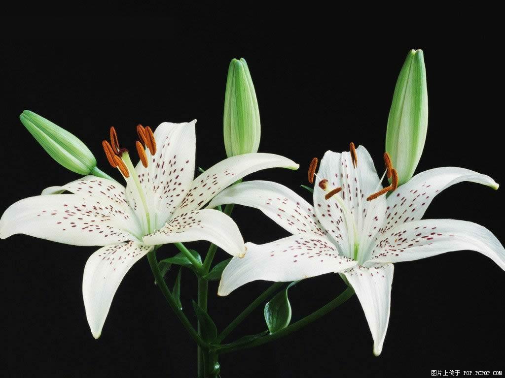 百合花什么时候开