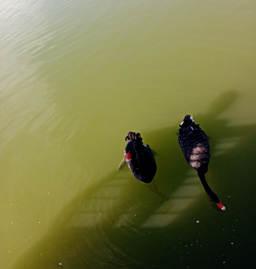 唐山园艺博览园用手机拍摄的黑天鹅