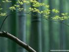 昊鸹惊梦