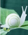 狂奔的蜗牛