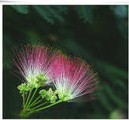 绒花树