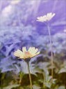已逝繁花