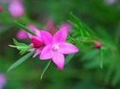 石莲花开