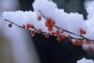江南雪