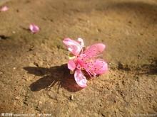 谁与落花共舞