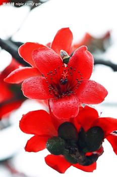 木棉花