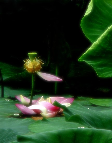 梦里落花