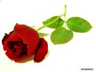 【江南征文★七月情怀】讲桌上的红玫瑰