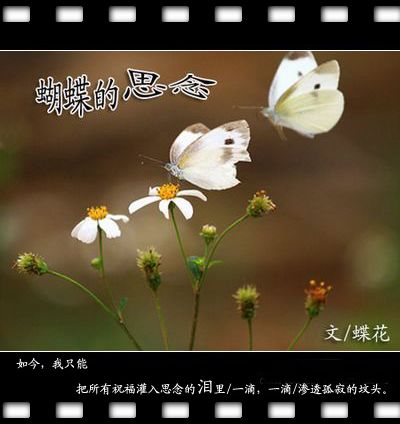 灵魂清歌蝴蝶的思念