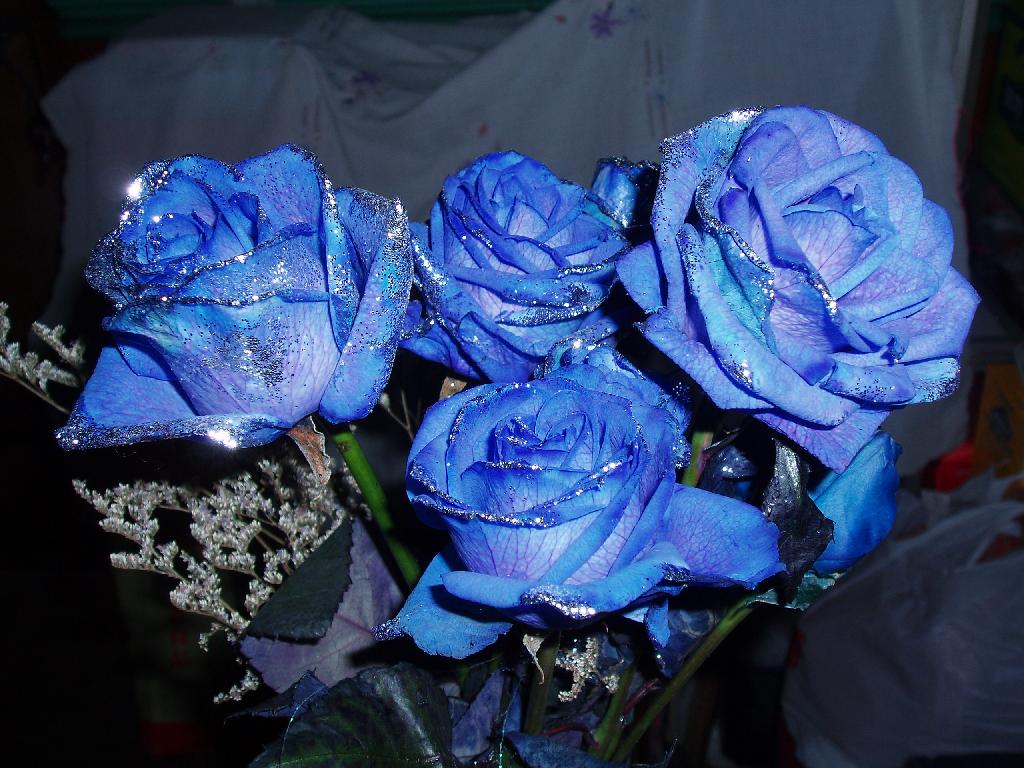 蓝玫瑰花图片真实照片图片