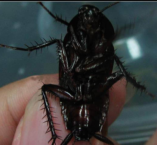 纯黑色的蟑螂图片
