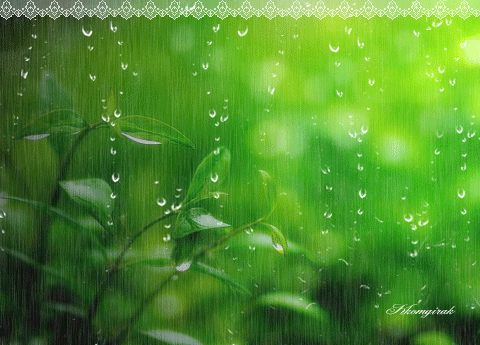 红中安睡     像数星星一样傻傻地点数着从屋檐落到身边花草上的雨滴