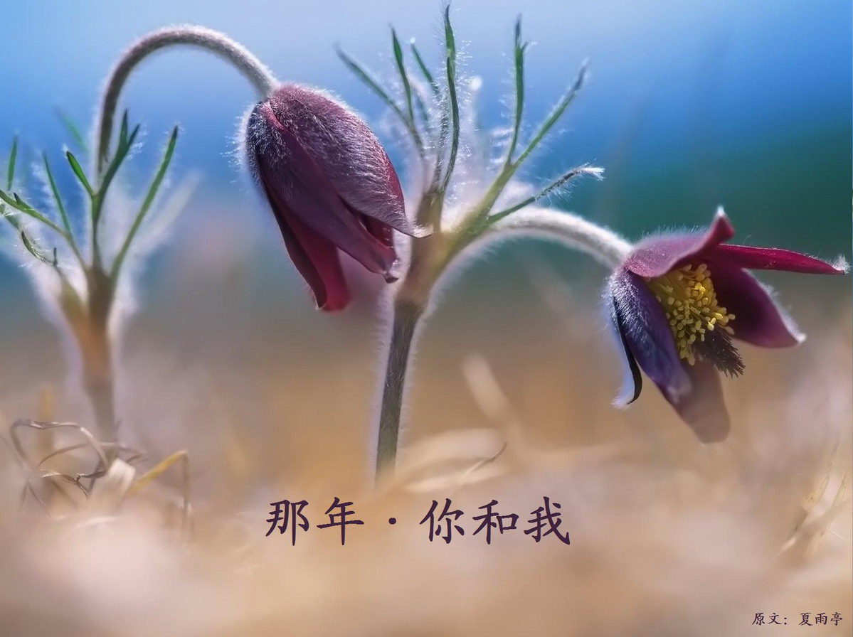 那年你和我夏雨亭原创个人散文