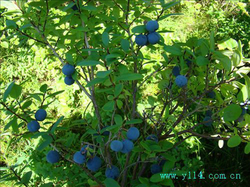 【心灵·散文】蓝莓情