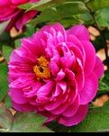 牡丹花开
