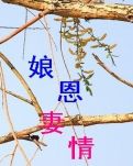 娘恩妻情