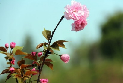 【华文】与一朵桃花的距离（诗歌外一首）
