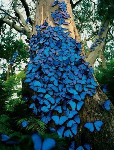 【木马】蝴蝶与蓝（诗歌）