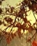 燃烧的大枫树（上下卷）