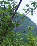 山 捻 花 之 恋