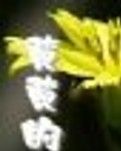 黄黄的苦菜花
