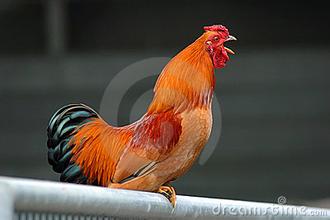 【西风瘦马】村庄上空的鸡鸣(散文)