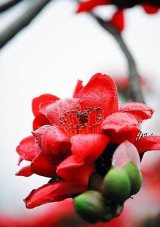 【流年】玫瑰·木棉花·含羞草（散文）