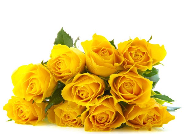 【梧桐赏析】黄玫瑰的花语