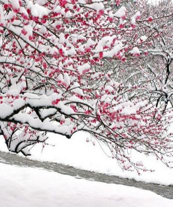 【流年】二月雪（散文）