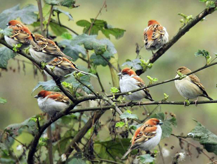 【文缘】米雀,写意深秋的田野(诗歌)