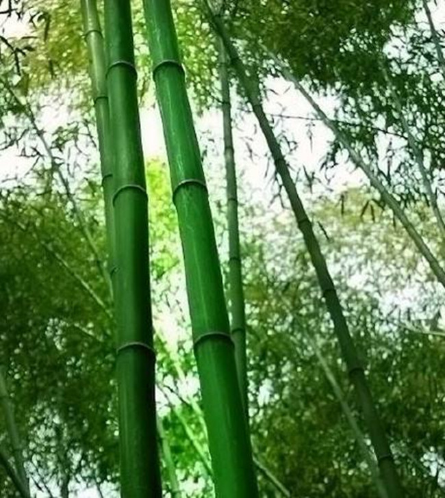 【八一】七绝·己亥初冬西行杂咏（古韵十首）