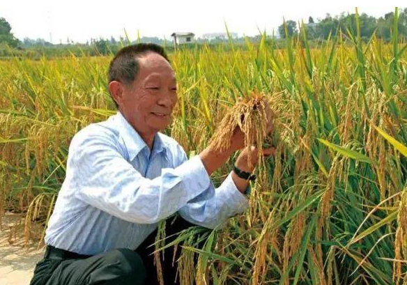 【柳岸•新】悼念国士袁隆平（诗歌）