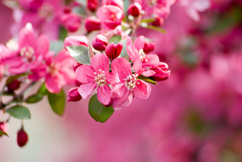 【丁香花语】微小说三题（小说）