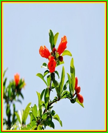 【短文】榴花开了