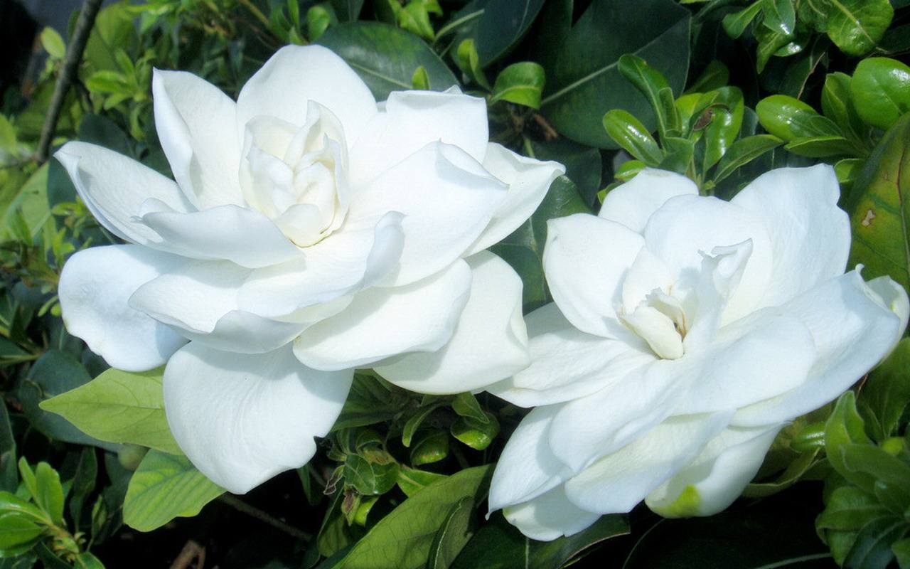 【丁香·那年丁香】又见栀子花开（散文）