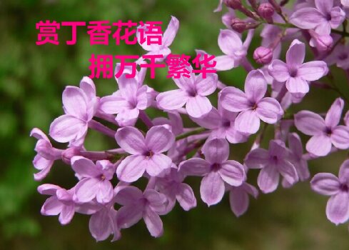 【丁香】【护花使者】一位守护丁香的园丁（散文）