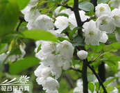 【荷塘】梨花白（散文）