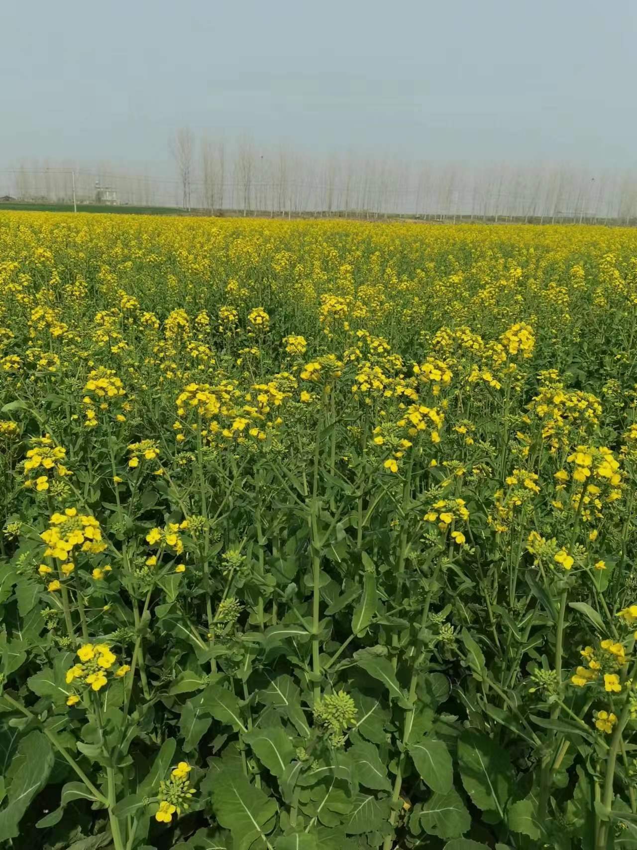 【晓荷·烟火】爱情这种东西（小说）