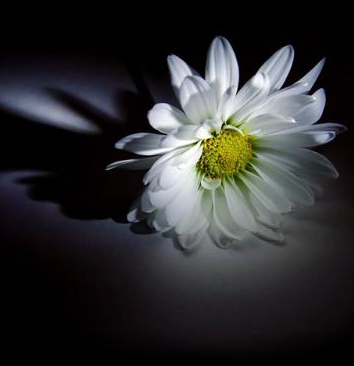 一支白菊花图片哀悼图片