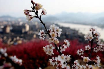 梅园春色早（随笔）
